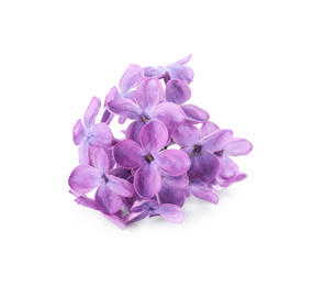 Photo of Beautiful violet lilac blossom isolated on white