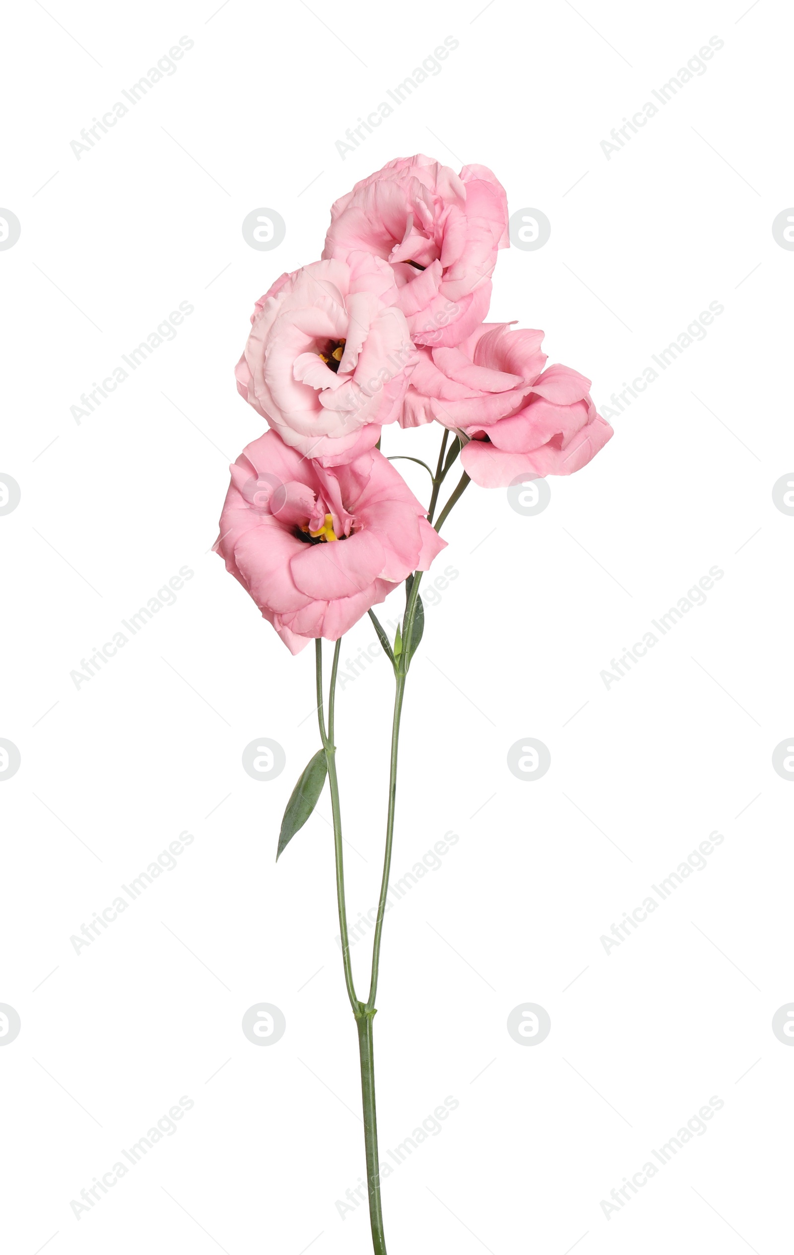 Photo of Beautiful fresh Eustoma flowers isolated on white