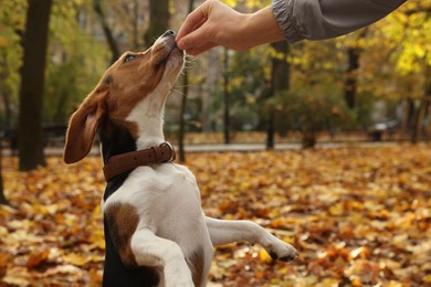 Photo of Woman training Beagle dog in stylish collar in autumn park, closeup