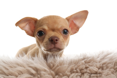 Photo of Cute Chihuahua puppy on faux fur. Baby animal