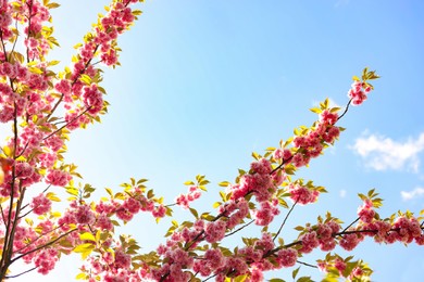 Beautiful sakura tree with pink blossoms against blue sky. Spring season