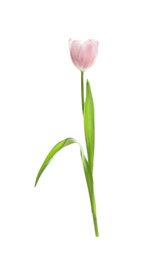 Beautiful spring pink tulip isolated on white