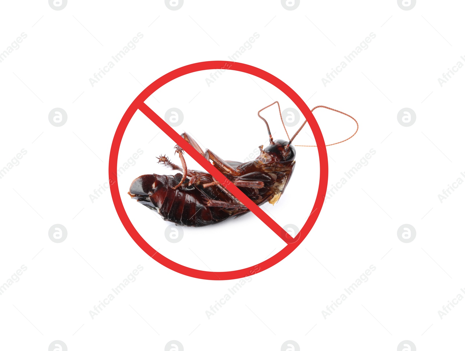 Image of Dead cockroach with red prohibition sign on white background. Pest control