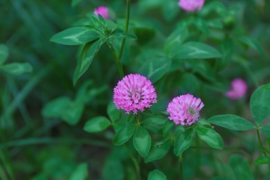 Photo of Beautiful violet clover flowers growing outdoors, above view