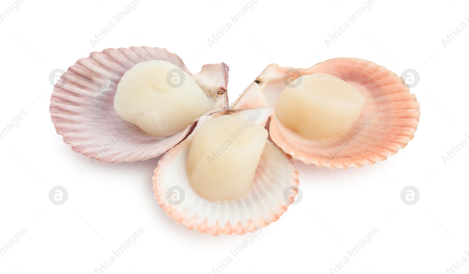 Photo of Fresh raw scallops in shells isolated on white