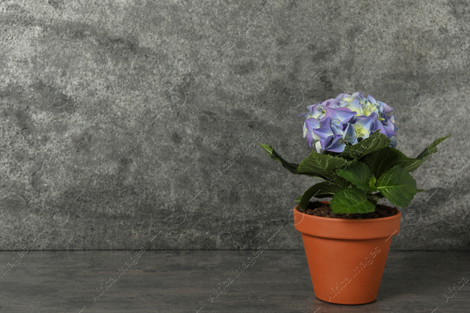 Photo of Beautiful blooming hydrangea flower in pot on grey table, space for text