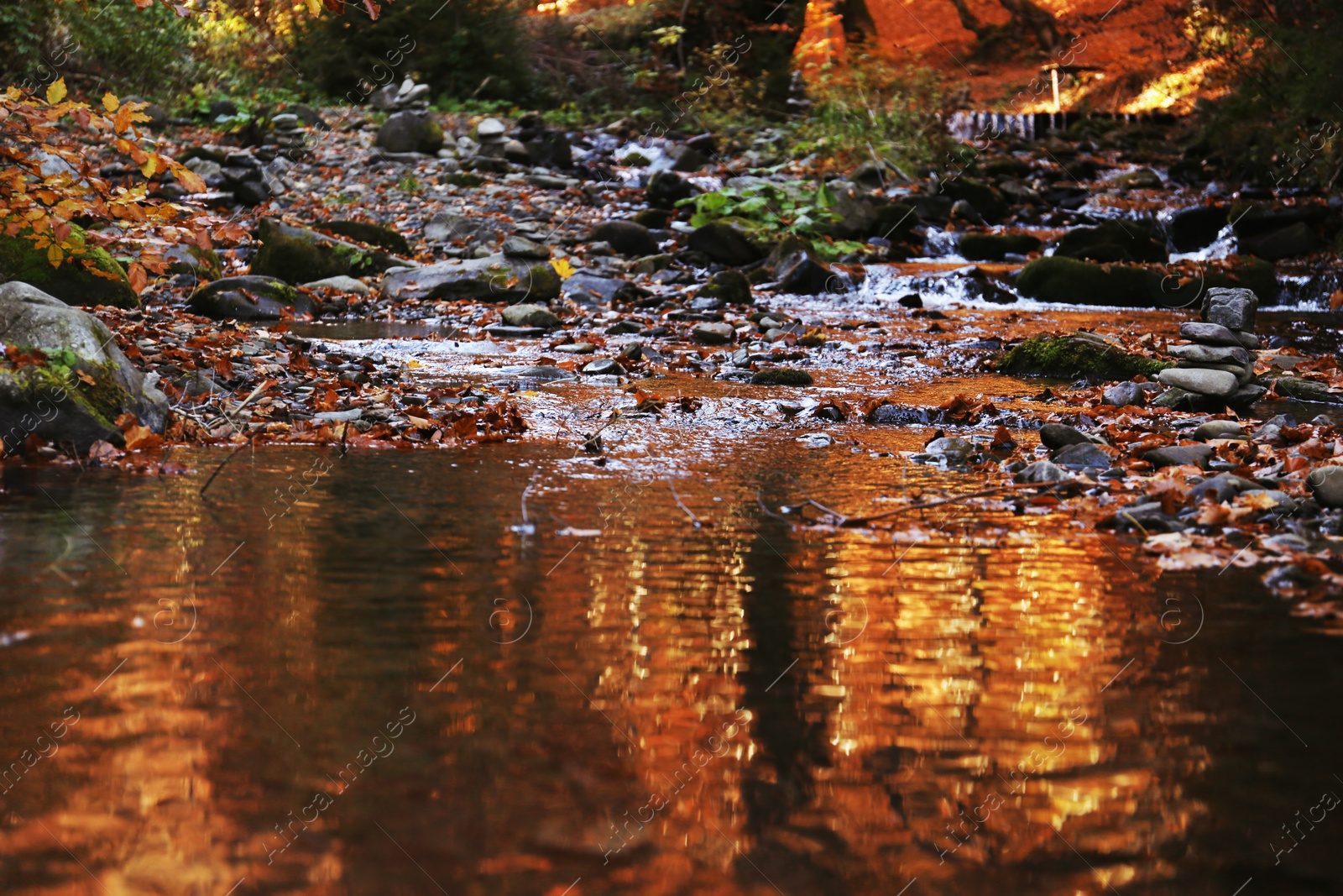 Photo of Water with fallen leaves in autumn park