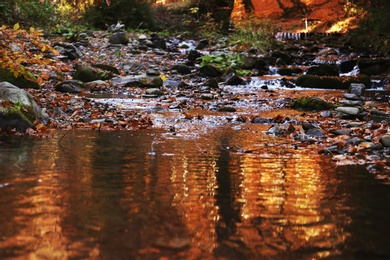 Water with fallen leaves in autumn park