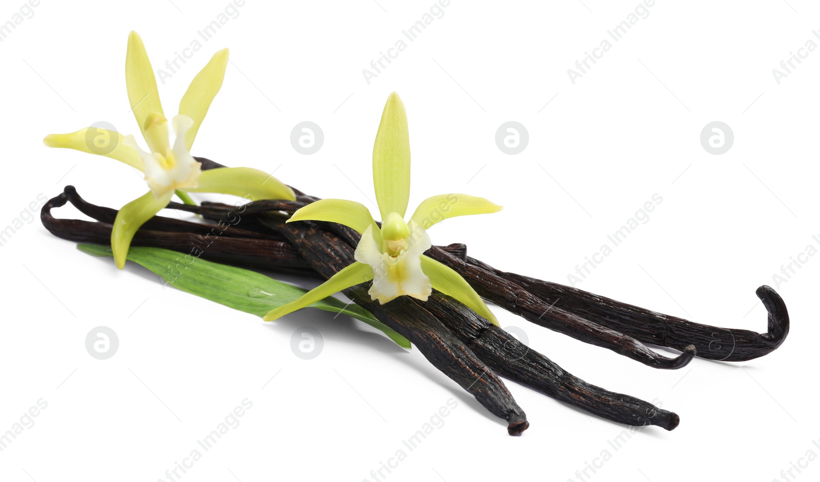 Photo of Vanilla pods, beautiful flowers and green leaf isolated on white