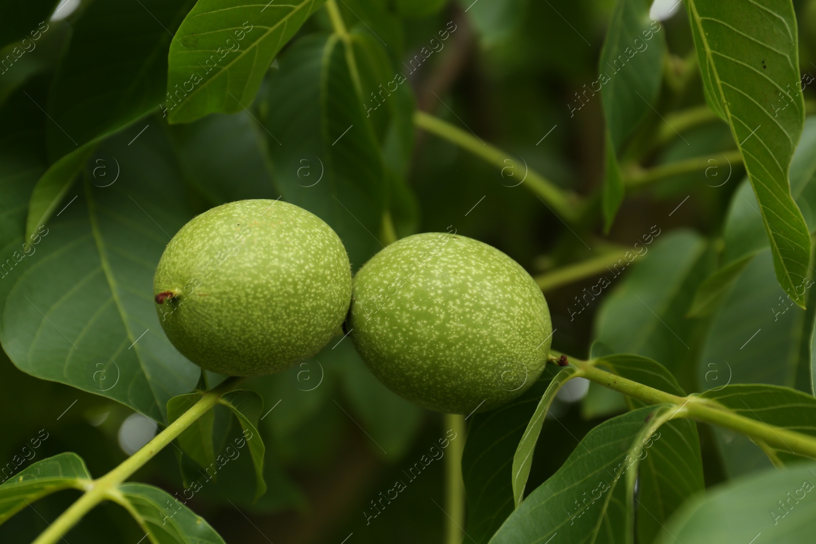 Photo of Green unripe walnuts on tree branch outdoors, closeup