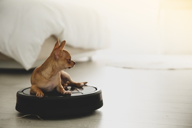 Photo of Modern robotic vacuum cleaner and Chihuahua dog on floor in bedroom