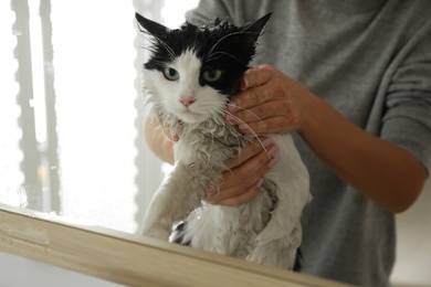 Photo of Woman with wet cat near mirror in bathroom, closeup