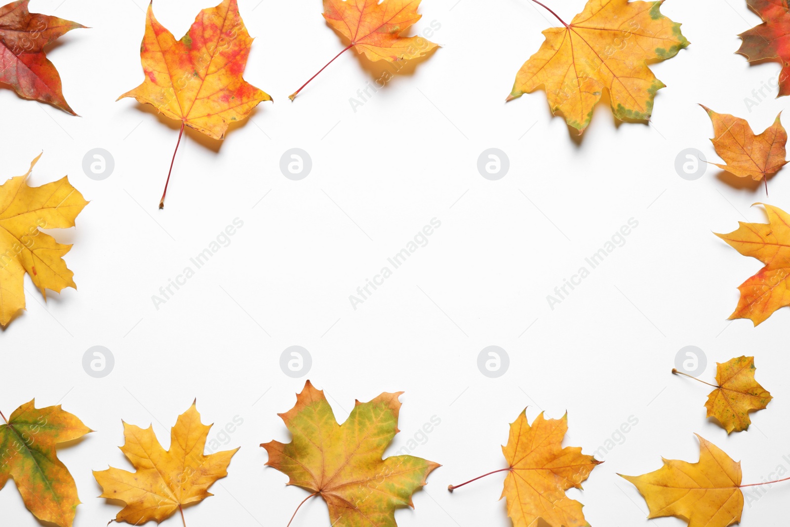 Photo of Flat lay composition with autumn leaves on white background. Space for text