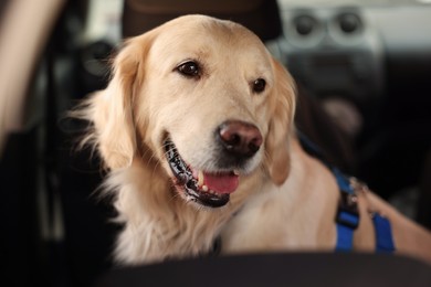 Photo of Cute labrador retriever in car. Adorable pet