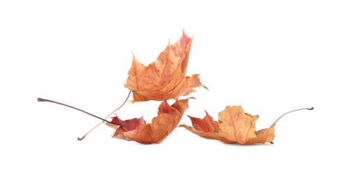 Autumn season. Beautiful maple leaves isolated on white
