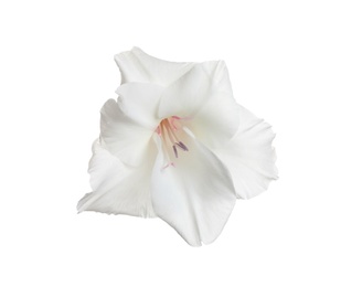 Photo of Beautiful delicate gladiolus flower on white background