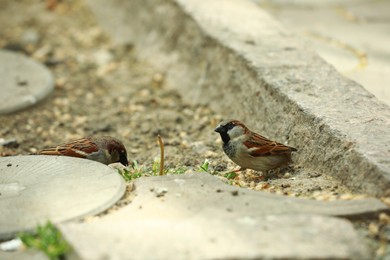 Photo of Beautiful sparrows sitting on ground outdoors. Wild animals