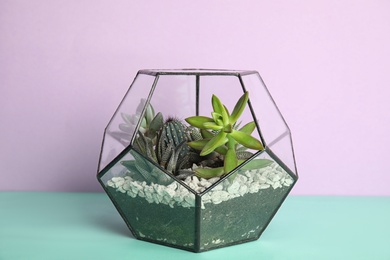 Glass florarium with different succulents on color background