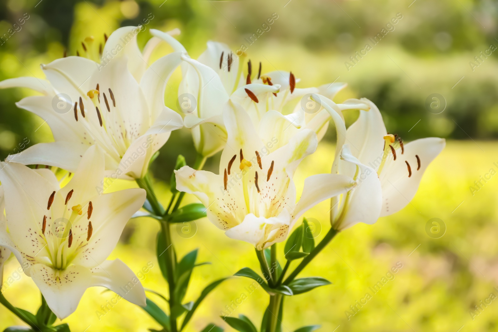 Photo of Beautiful blooming lily flowers in garden, closeup