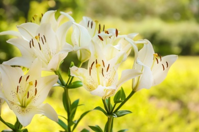 Beautiful blooming lily flowers in garden, closeup