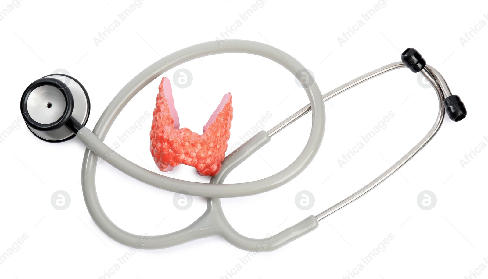 Photo of Plastic model of afflicted thyroid and stethoscope on white background, top view