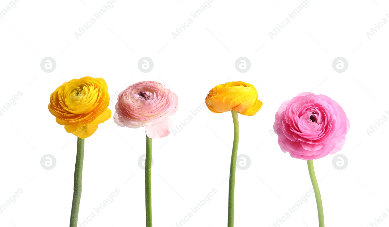 Photo of Beautiful fresh ranunculus flowers on white background