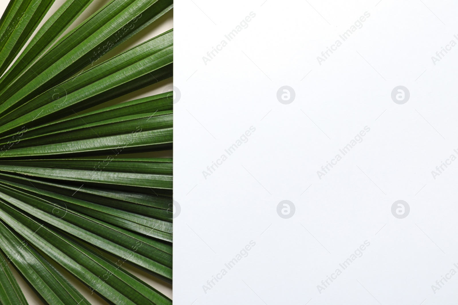 Photo of Creative composition with tropical foliage and card as background, top view