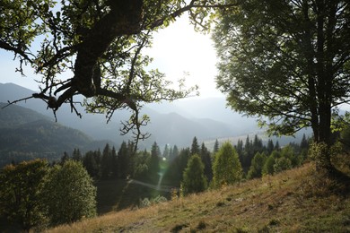 Photo of Morning sun shining through tree branches on hill in mountains
