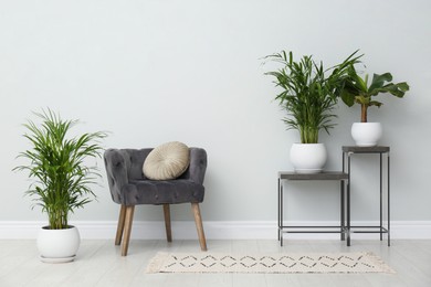 Exotic house plants with comfortable armchair in room interior