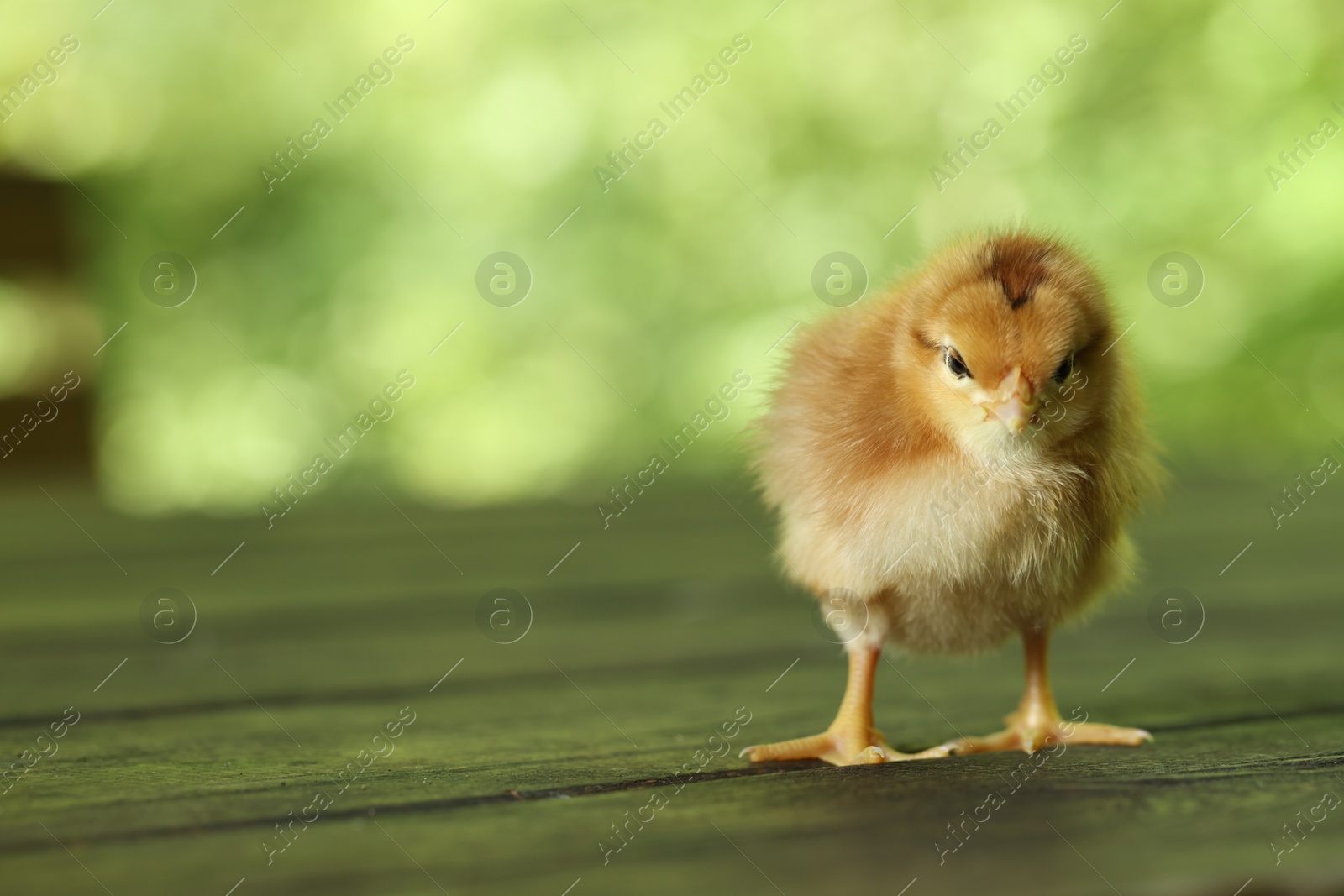 Photo of Cute chick on wooden surface outdoors, closeup with space for text. Baby animal