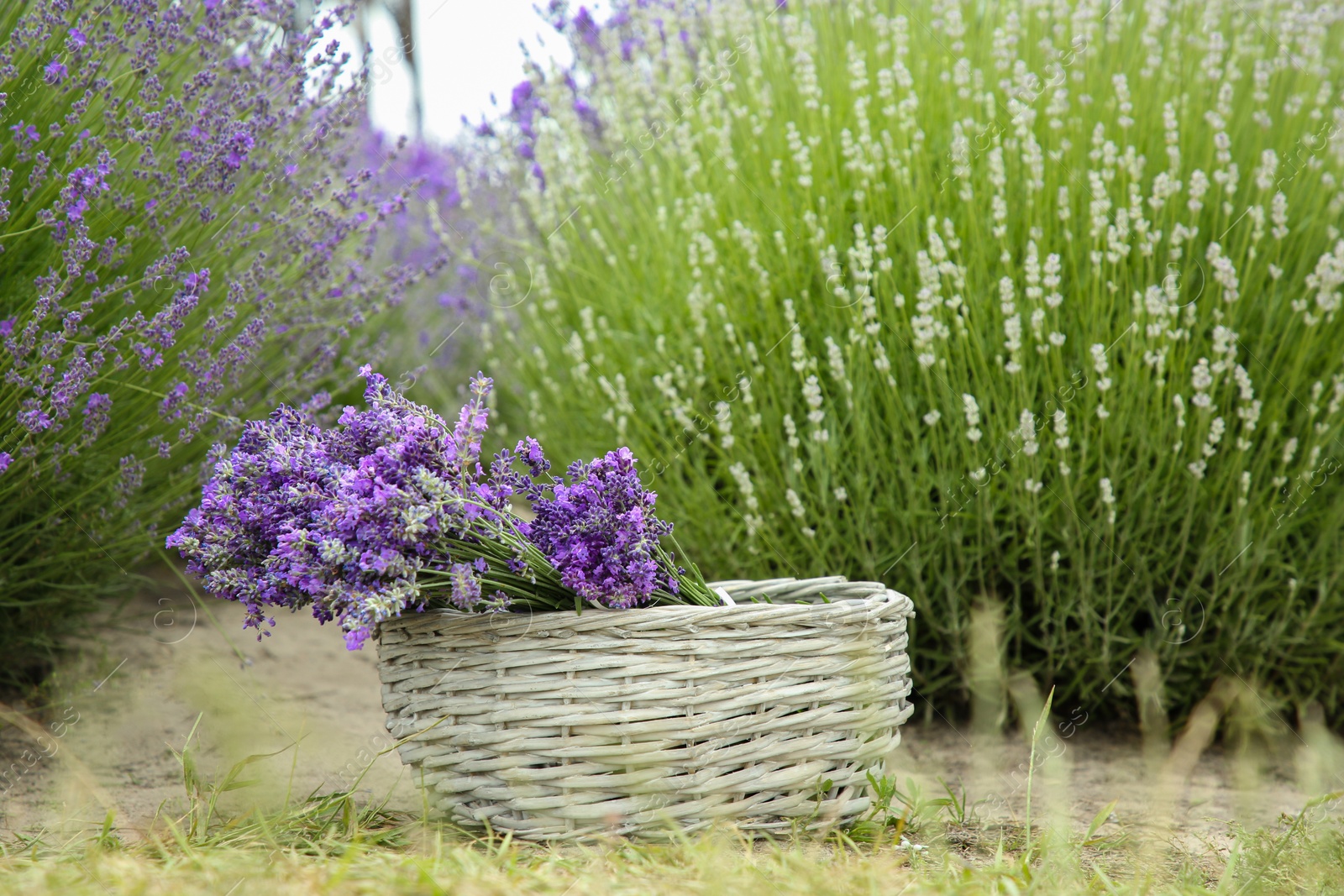 Photo of Wicker basket with beautiful lavender flowers in field