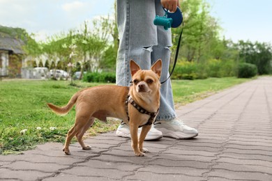 Owner walking with her chihuahua dog in park, closeup