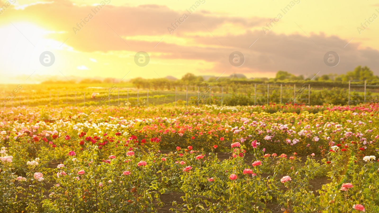 Photo of Bushes with beautiful roses outdoors on sunny day