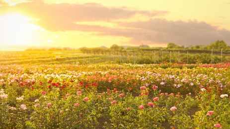 Bushes with beautiful roses outdoors on sunny day