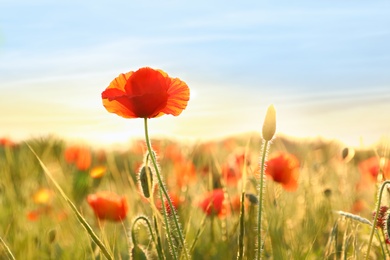 Photo of Beautiful blooming red poppy flower in field on sunny day