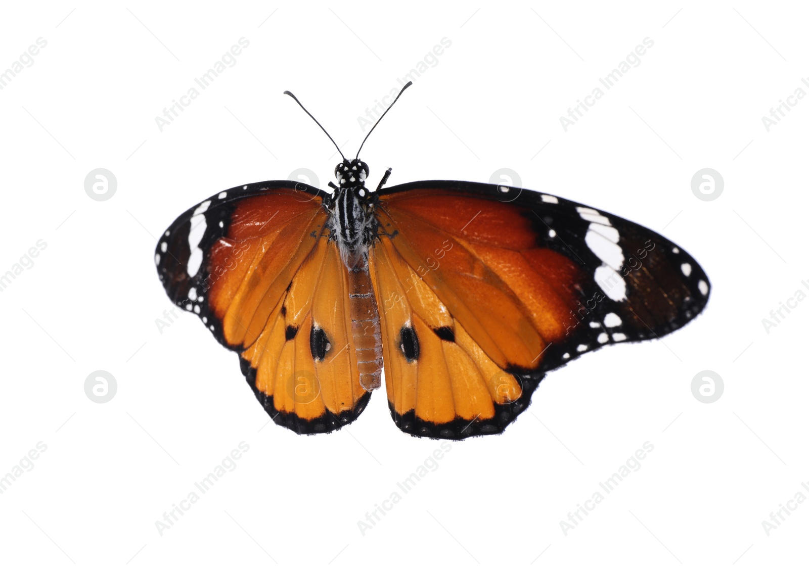 Photo of Beautiful painted lady butterfly isolated on white