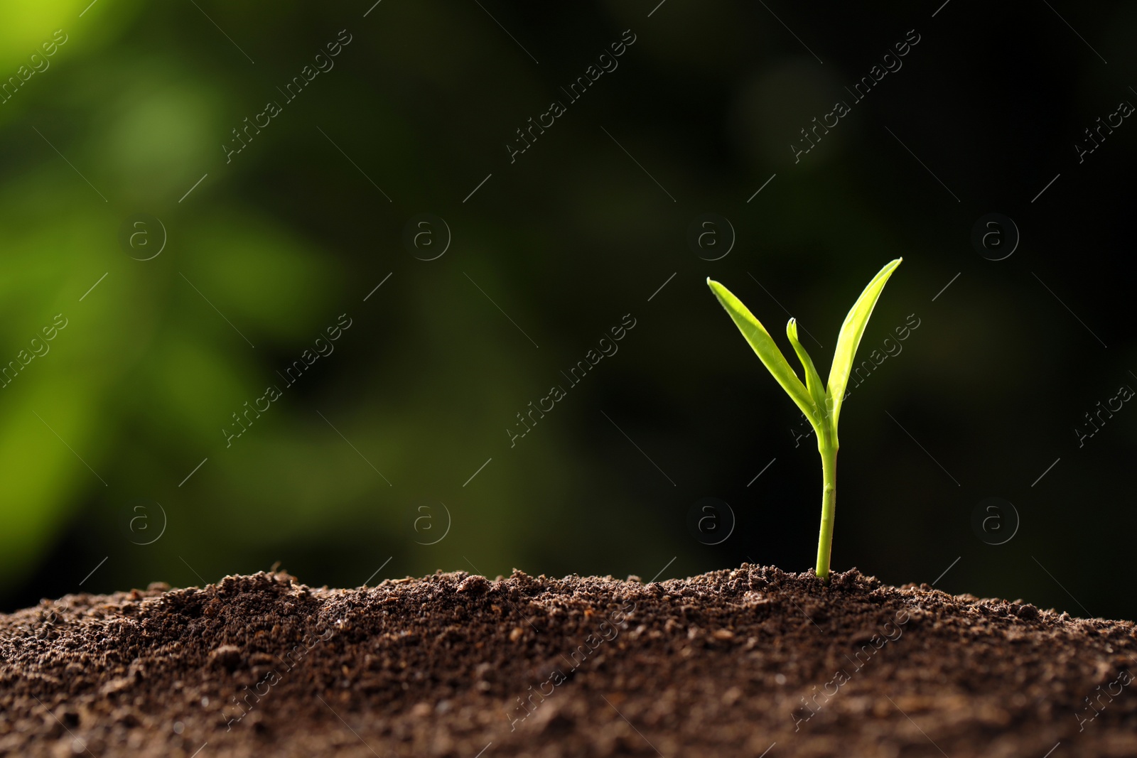 Photo of Young seedling in soil on blurred background, space for text