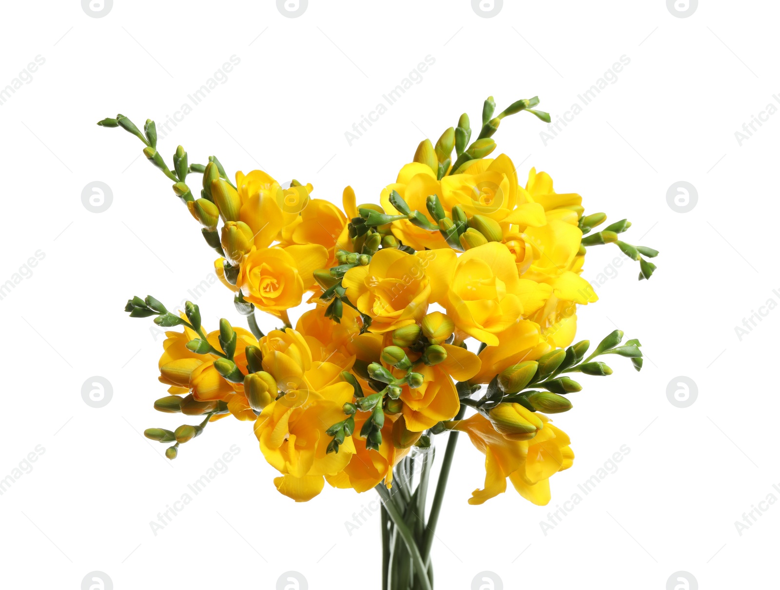 Photo of Bouquet of beautiful yellow freesia flowers on white background