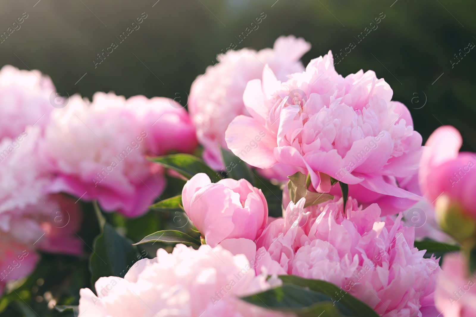 Photo of Blooming peony plant with beautiful pink flowers outdoors, closeup