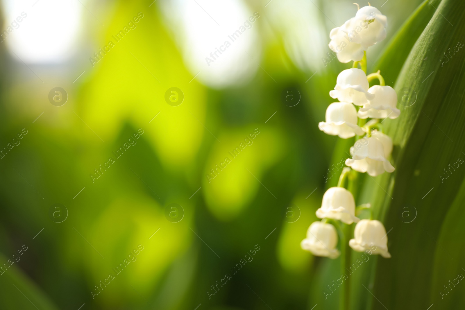 Photo of Beautiful lily of the valley in spring garden, closeup