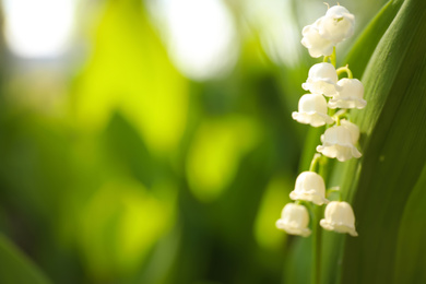 Photo of Beautiful lily of the valley in spring garden, closeup