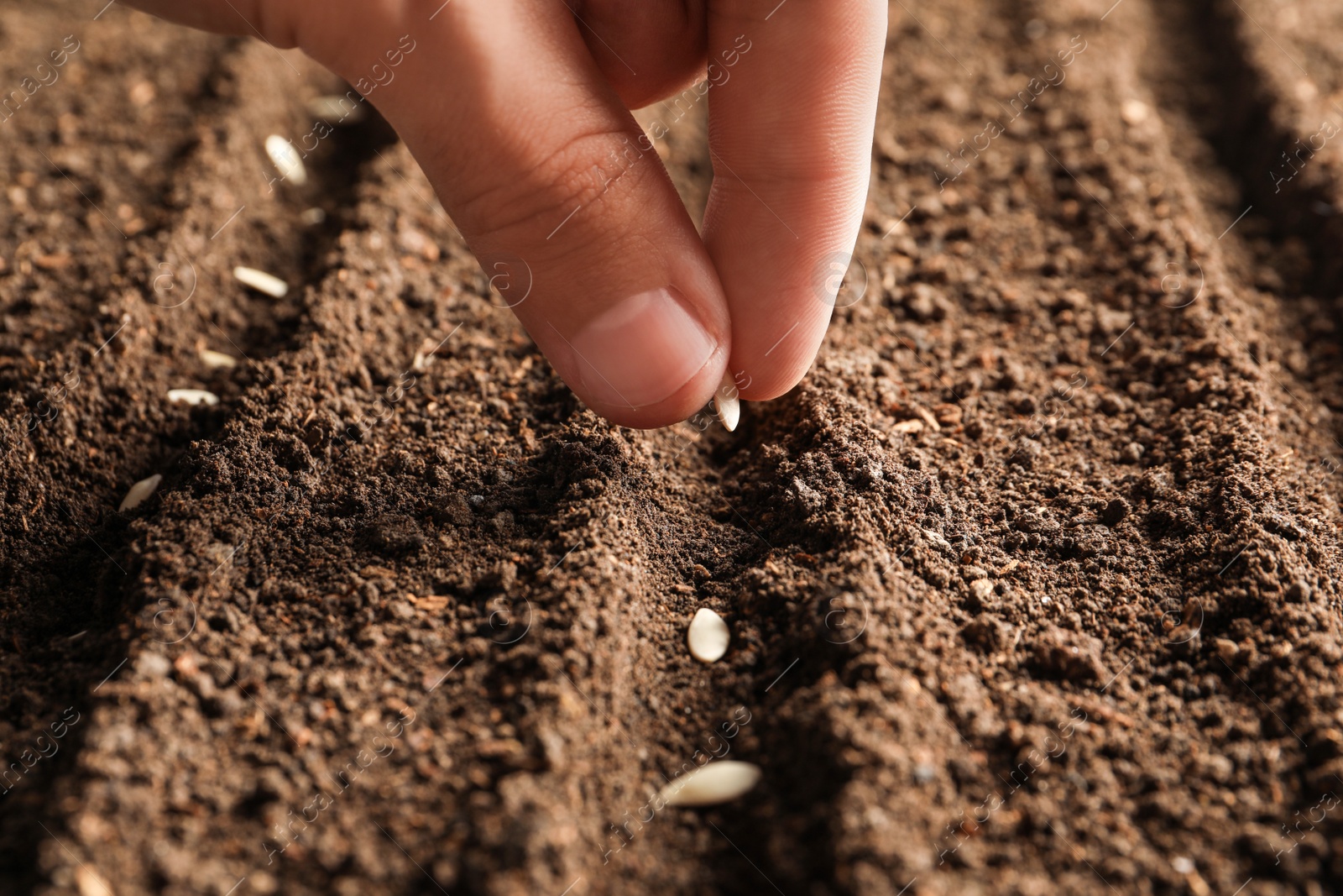 Photo of Farmer planting seeds into fertile soil, closeup. Gardening time