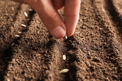 Photo of Farmer planting seeds into fertile soil, closeup. Gardening time