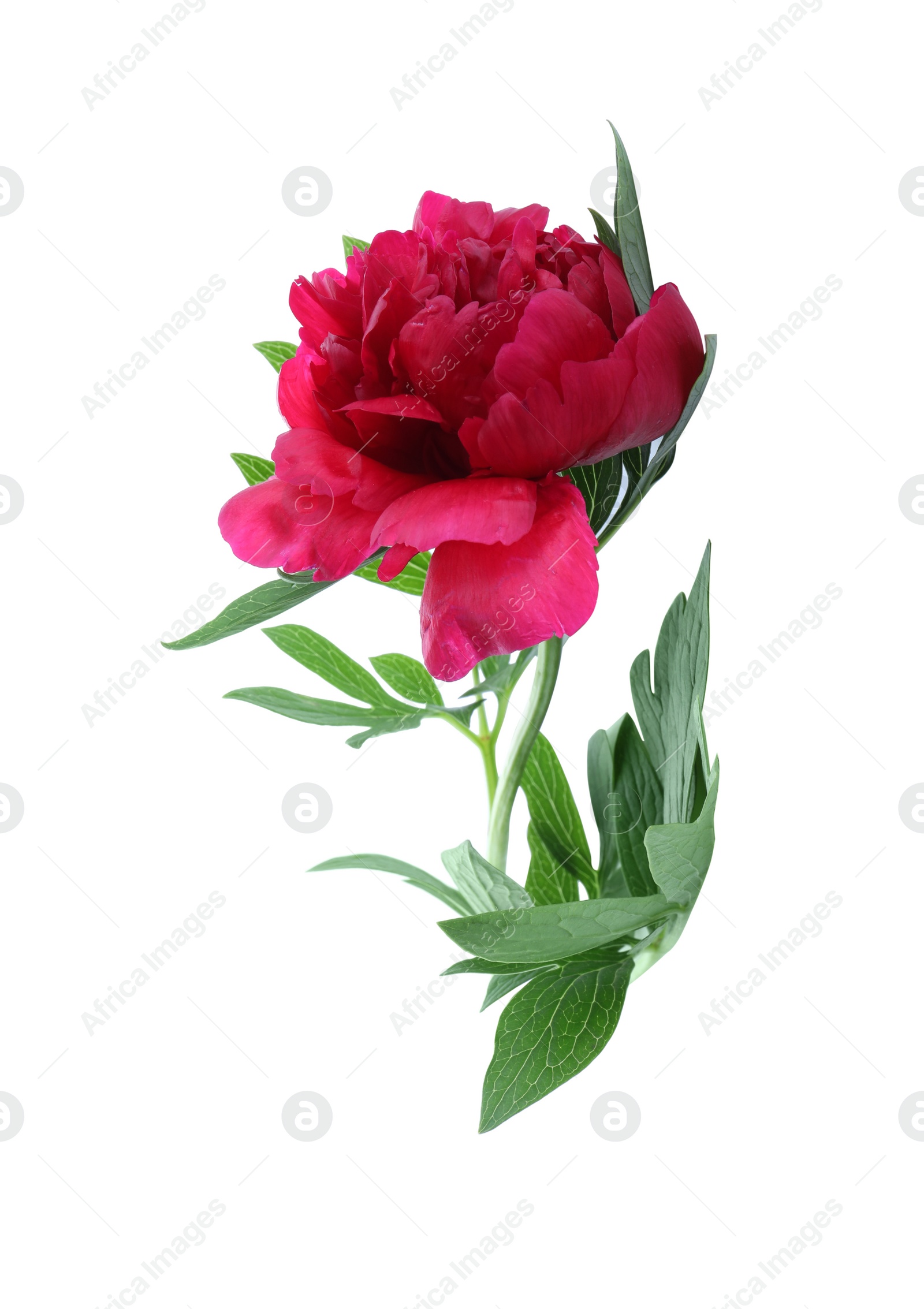 Photo of Beautiful red peony with leaves isolated on white