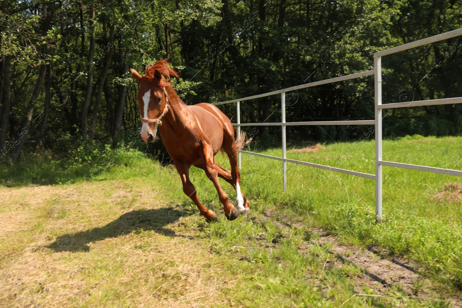 Photo of Chestnut horse in paddock on sunny day. Beautiful pet