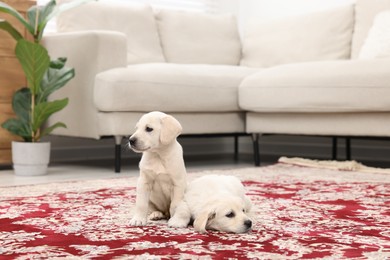 Photo of Cute little puppies on carpet indoors. Adorable pets