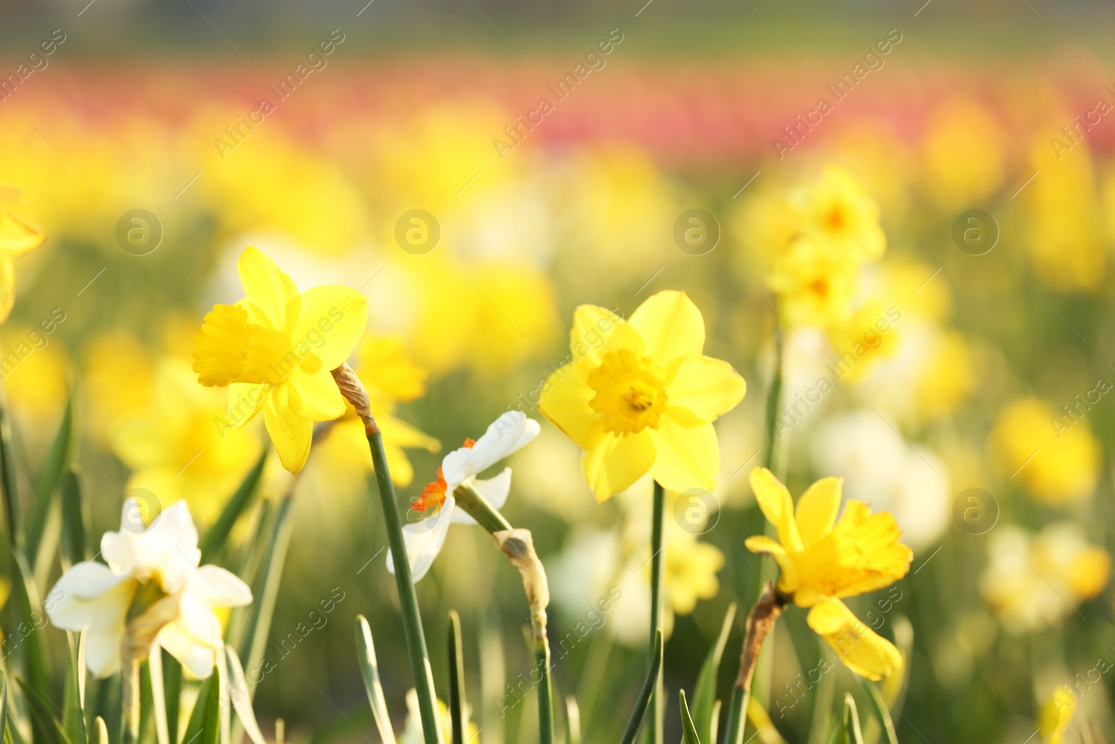 Photo of Field with fresh beautiful narcissus flowers on sunny day