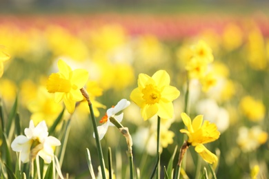 Field with fresh beautiful narcissus flowers on sunny day