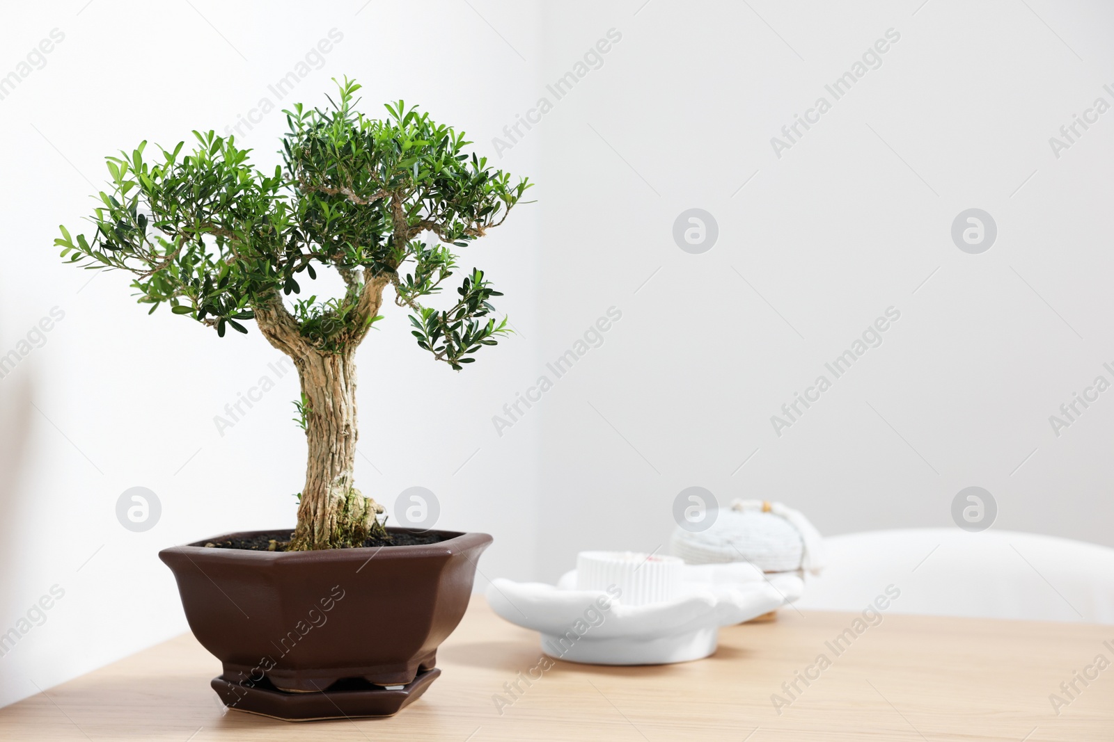 Photo of Beautiful bonsai tree in pot and decor elements on wooden table indoors, space for text