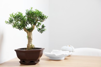 Beautiful bonsai tree in pot and decor elements on wooden table indoors, space for text